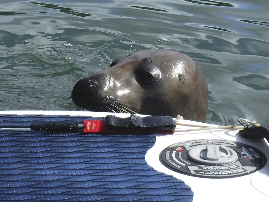 Seal2_CREDIT-Amanda-Leonard