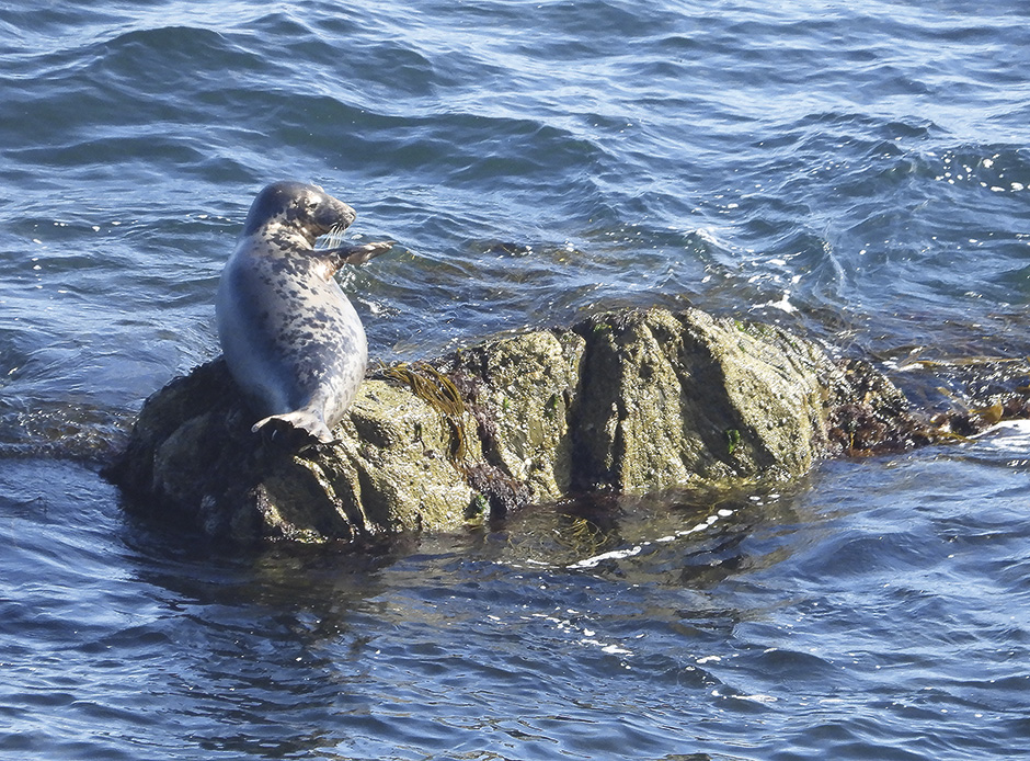 Grey-Seal-_Hauled-out-in-the-sun-vulnerable-to-disturbance_Sue-Sayer