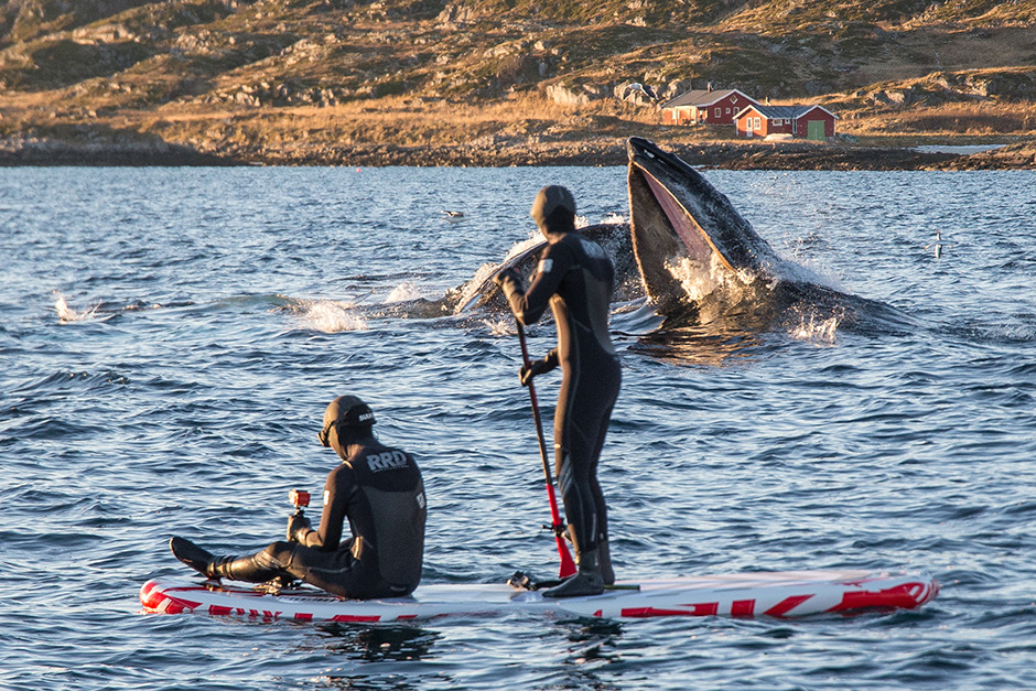 SUPing with whales