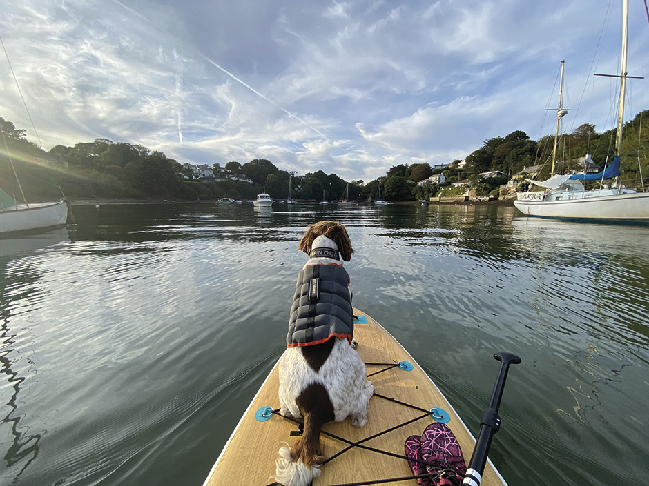 Dogs on Paddleboards