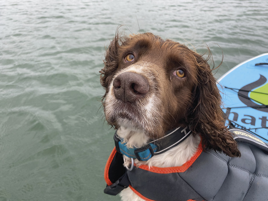 Dogs on Paddleboards