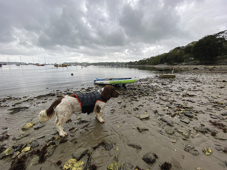 Dogs on Paddleboards