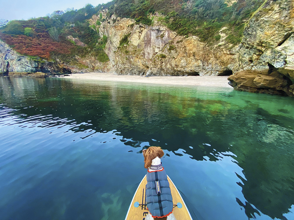 Dogs on Paddleboards