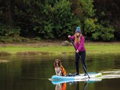 Dogs on Paddleboards