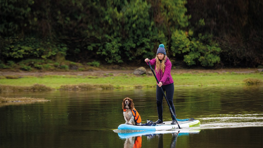 Dogs on Paddleboards