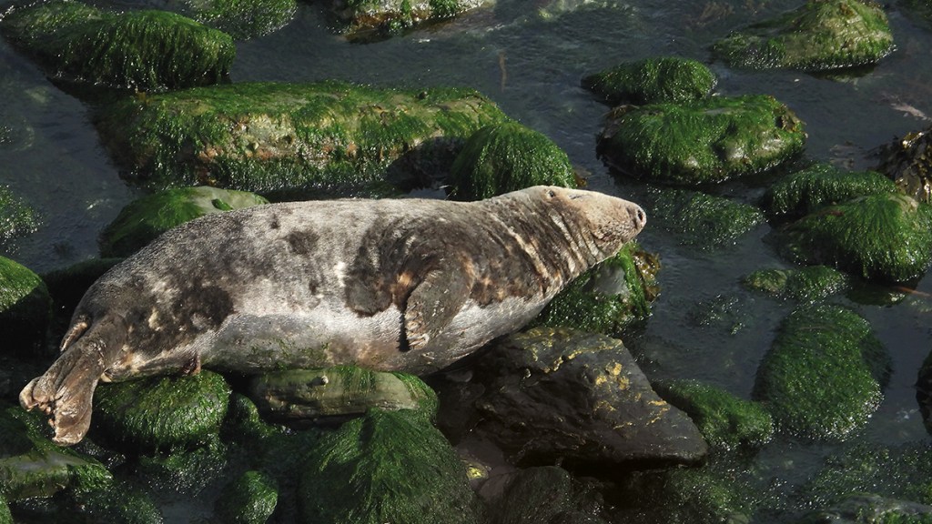 Full grown adult male relaxing and sleeping peacefully in the summer on green rocks