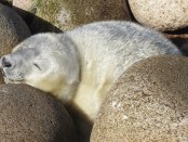 Seal pup Photo: Sue Sayer