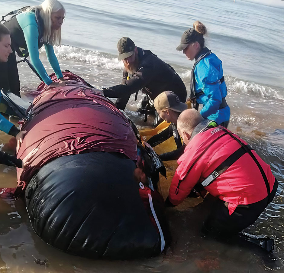 British Divers Marine Life Rescue